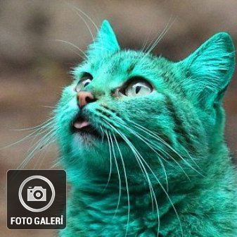 Bulgaristan'da yeşil kedi paniği